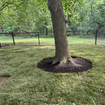 Professional tree care and removal